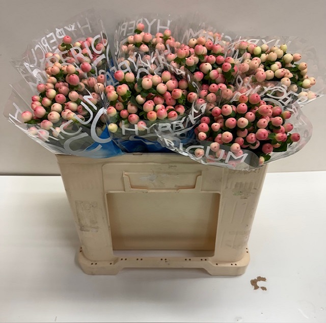 Hypericum coco tiamo.jpg